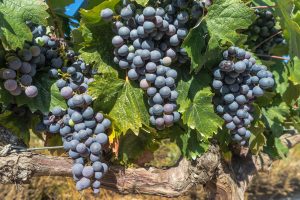 Ayudas Sector vitivinícola