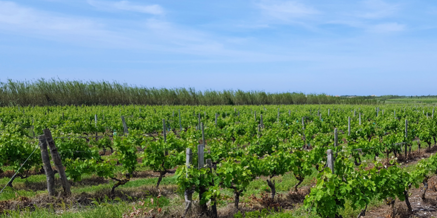 Superficie viñedo