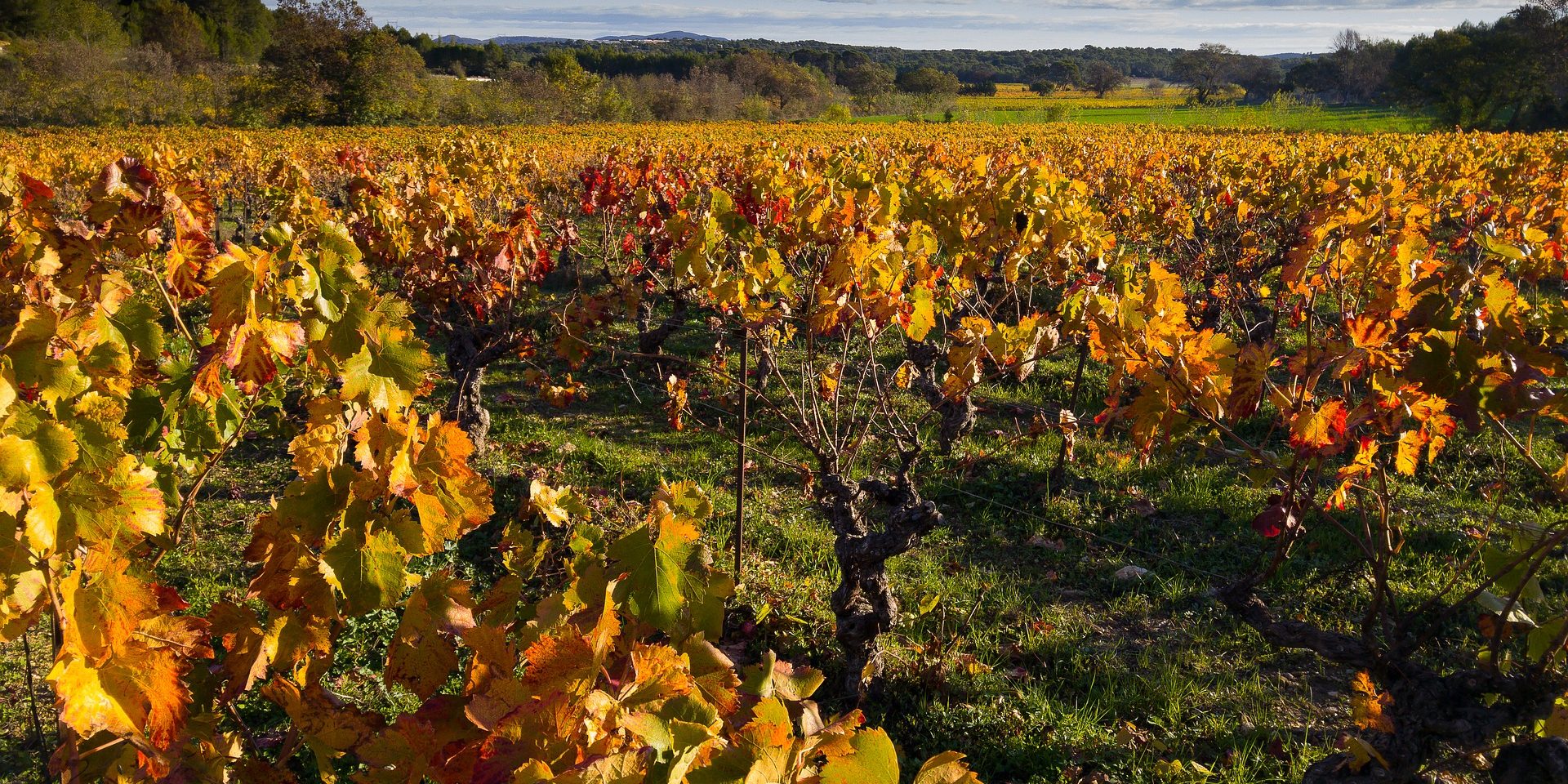 Denominaciones de Origen