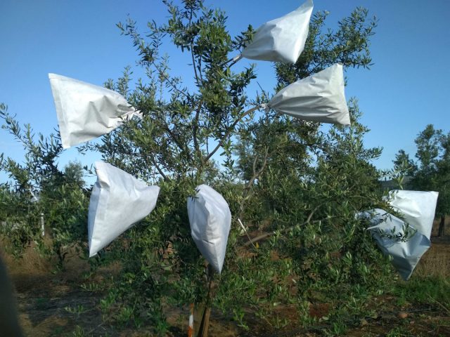LIFE Resilience Xylella fastidiosa