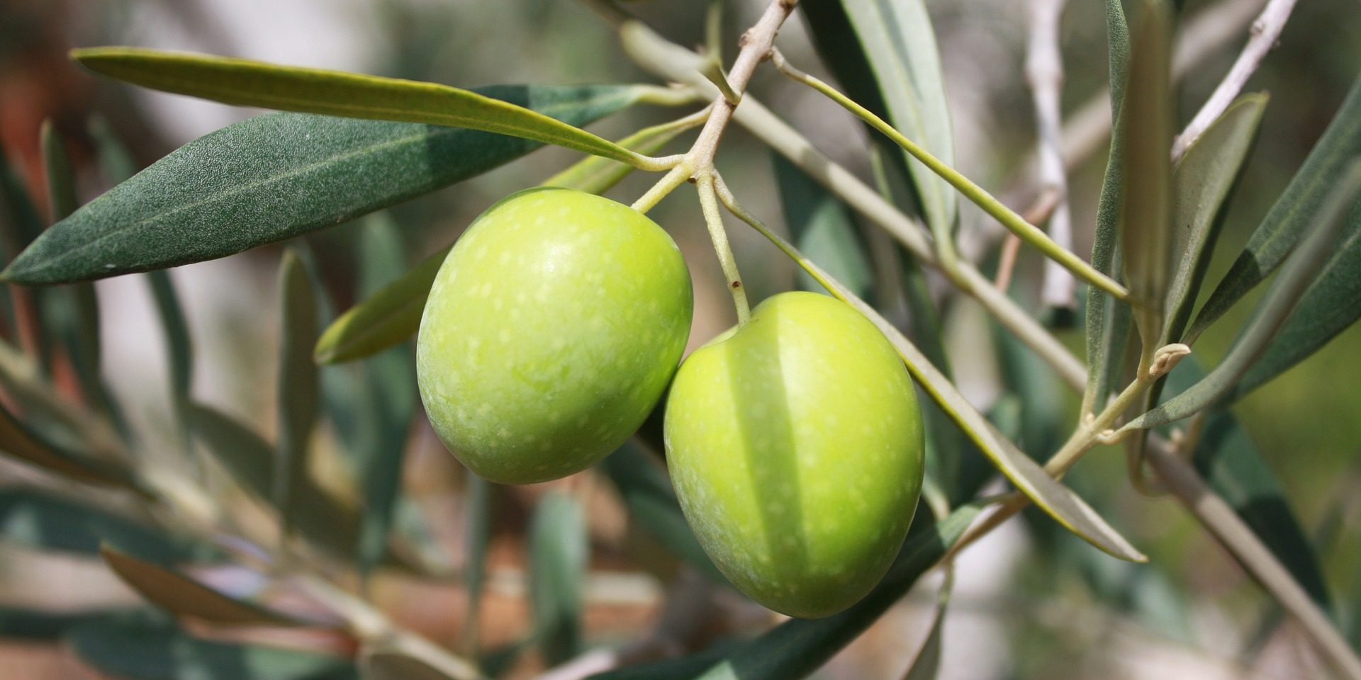 aceite de oliva