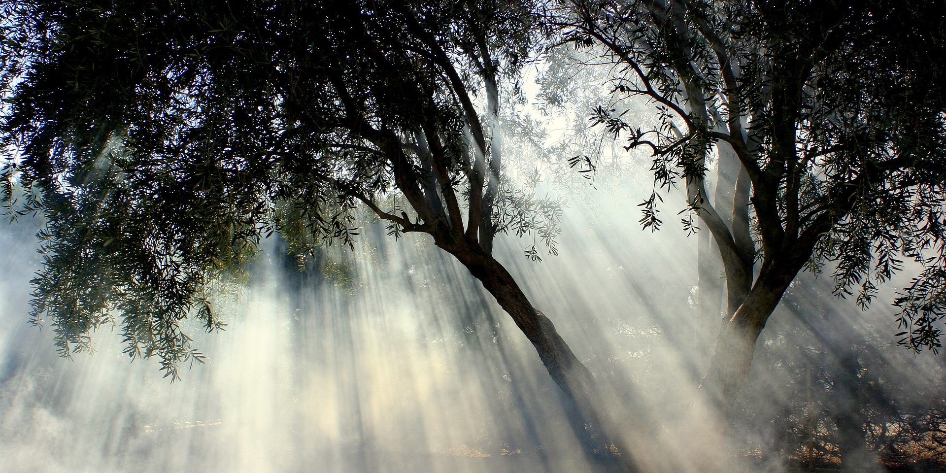 El olivo, clave en la fundación de la ciudad de Atenas