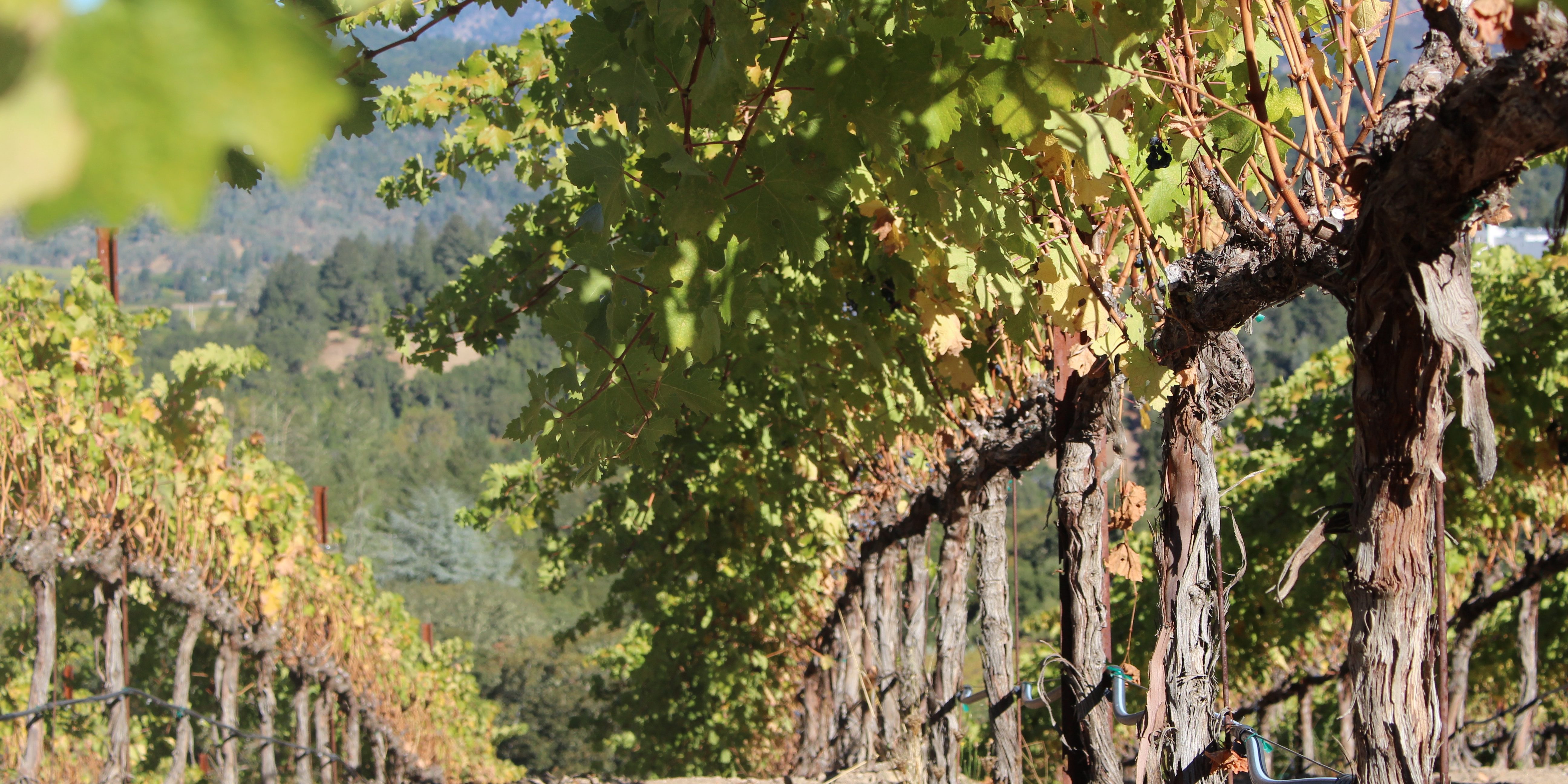 Proyecto Grapevine Big Data e Inteligencia Artificial en la prevención de plagas en viñedos