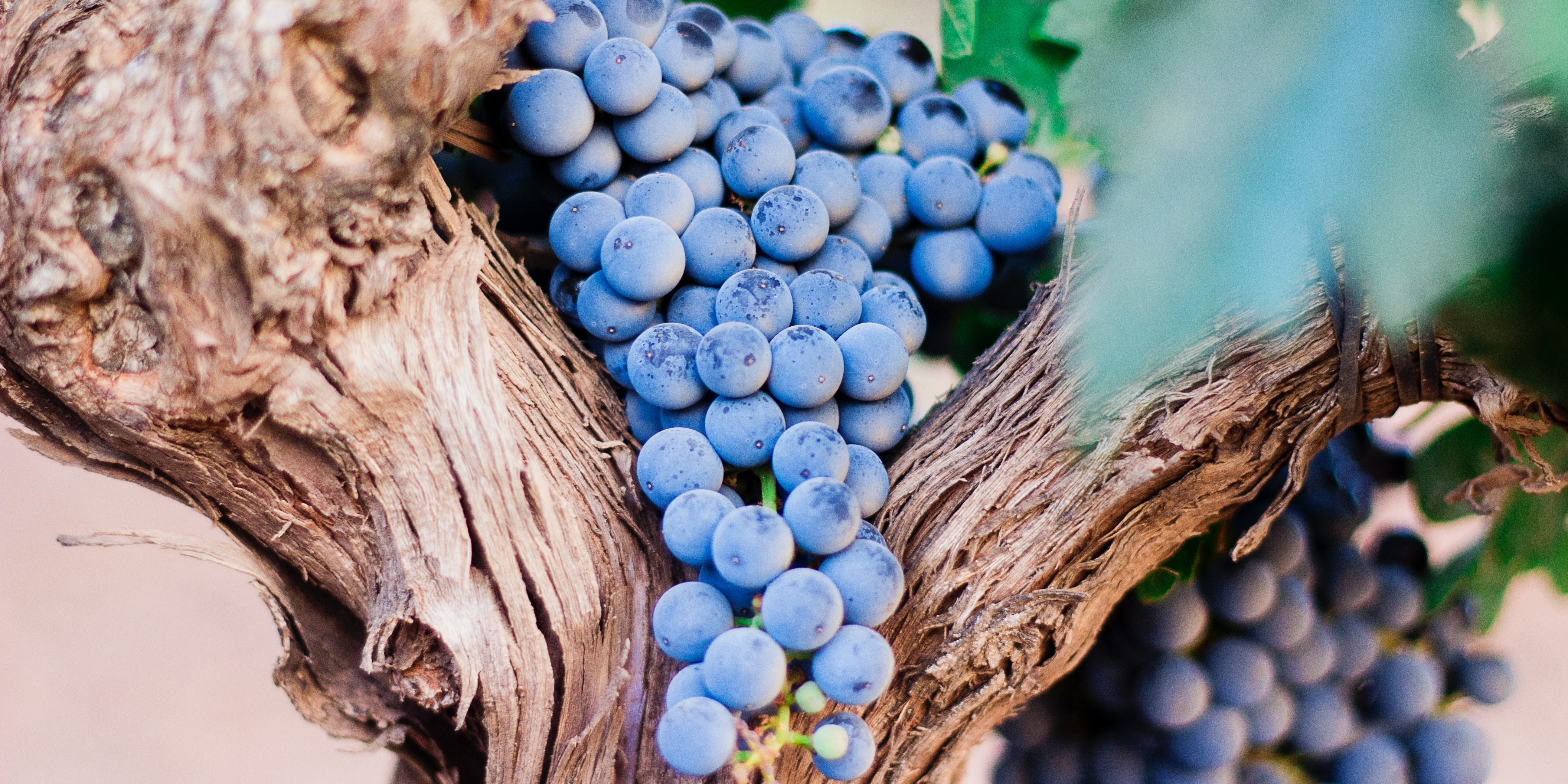 Vendimia Castilla-La Mancha