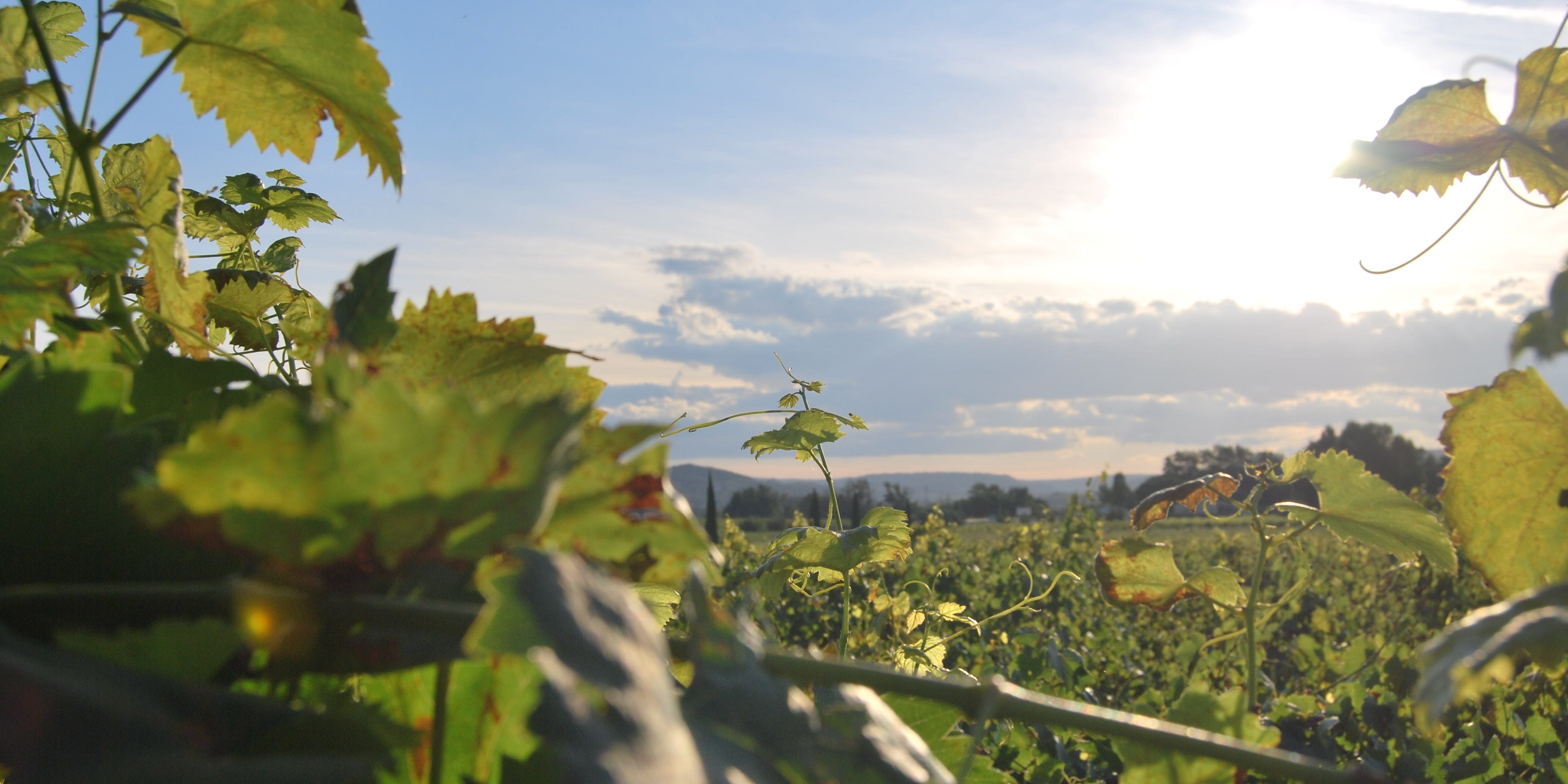 Nuevo Real Decreto PASVE