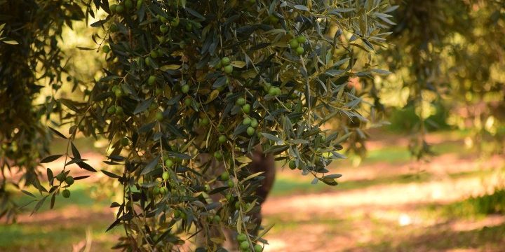 Premio AEMO cultura del olivo