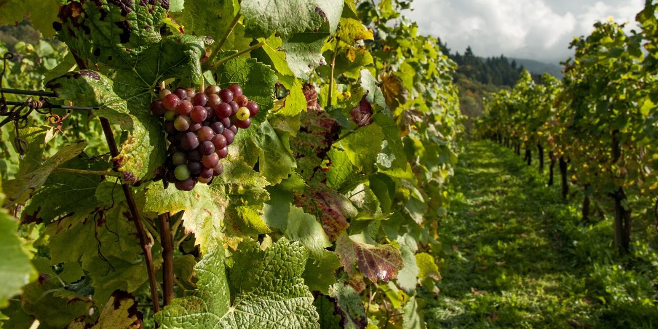 Sostenibilidad viñedo