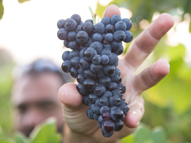 Comienza la vendimia 2020 en Castilla-La Mancha, con medidas extraordinarias