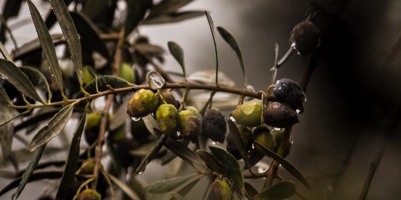 Dia_Mundial_Olivo Día Mundial del Olivo