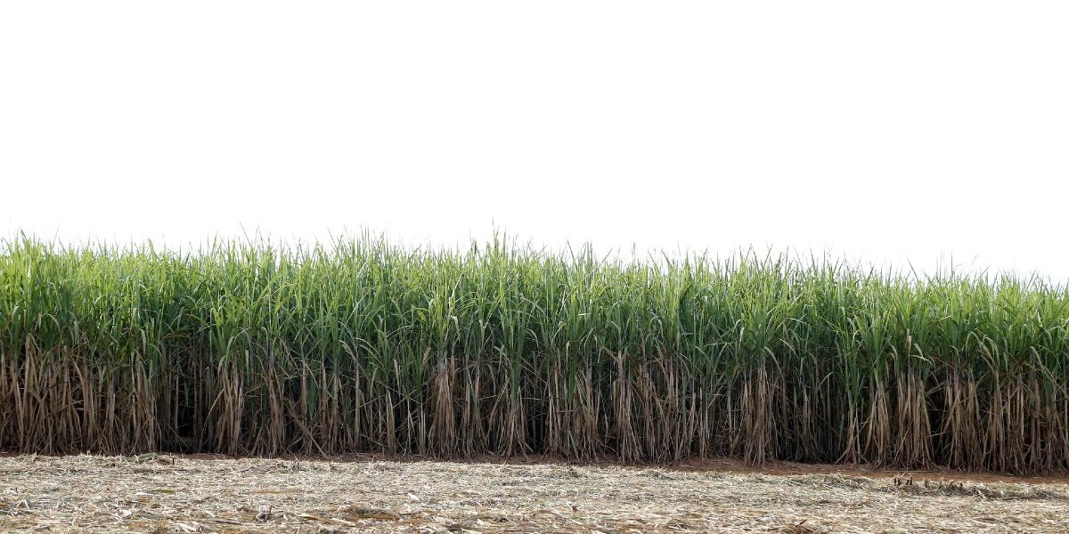 Venta directa de productos agrarios