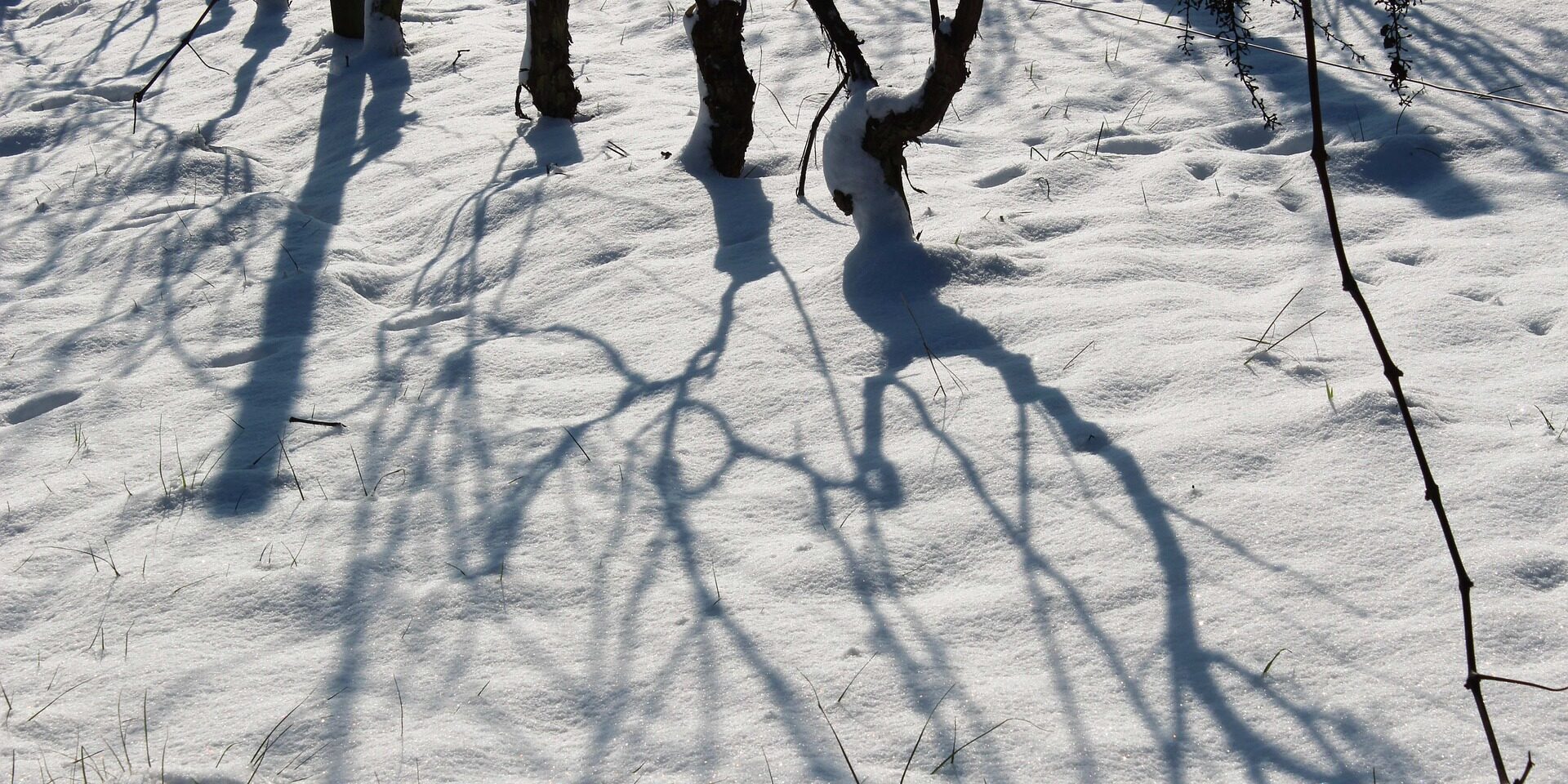 La influencia de Filomena en los cultivos de Castilla-La Mancha