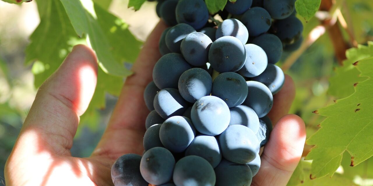 Vino, herramienta de esperanza: catástrofes a las que el sector vitivinícola ha sobrevivido