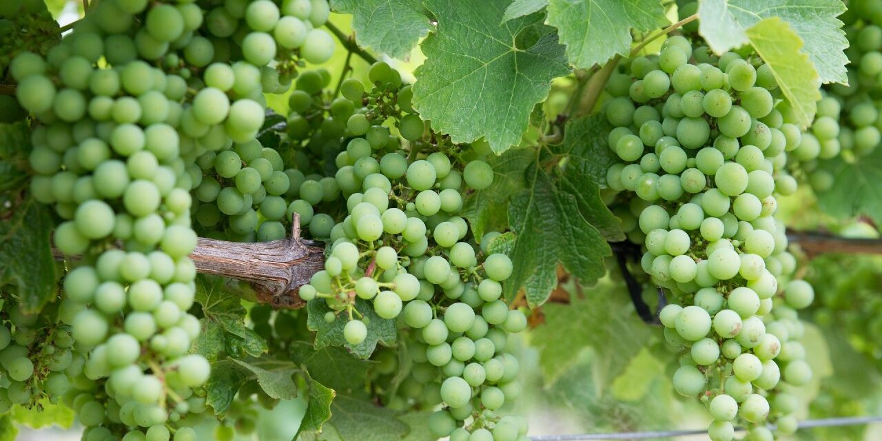 Vendimia_CastillaLaMancha Da comienzo la vendimia en Castilla-La Mancha