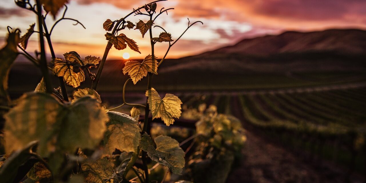 Perspectivas sector agricola 2022