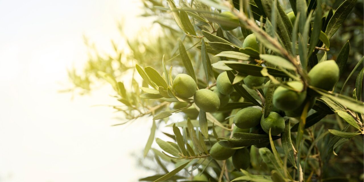 Nuevas variedades de olivo