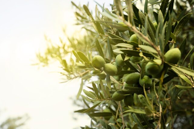 Nuevas variedades de olivo