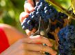 Infrautilización de ayudas vitivinicolas