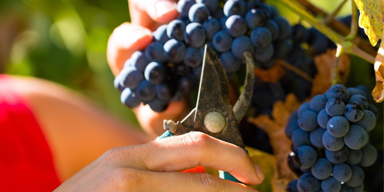 Infrautilización de ayudas vitivinicolas Infrautilización de ayudas vitivinicolas