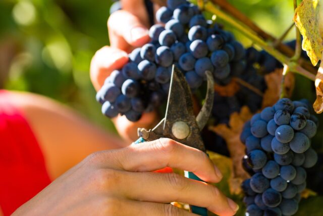 Infrautilización de ayudas vitivinicolas Infrautilización de ayudas vitivinicolas