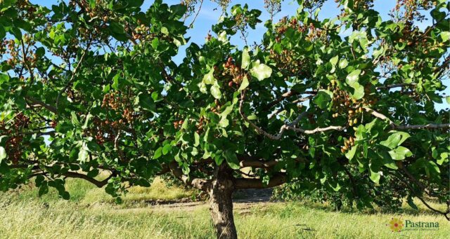 Bases reguladoras Ayudas FOCAL